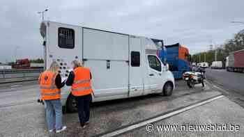 Illegaal transport met drie paarden onderschept bij internationale actie in Maasmechelen
