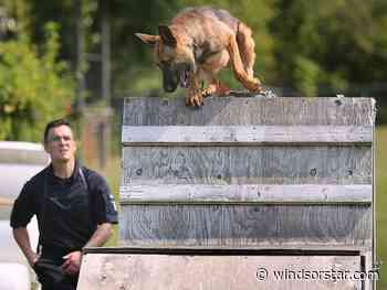 Windsor K9 Link sniffs out suspected van thief