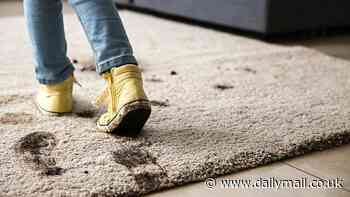 Microbiologist reveals stomach-churning reason you should NEVER wear outdoor shoes in the house...