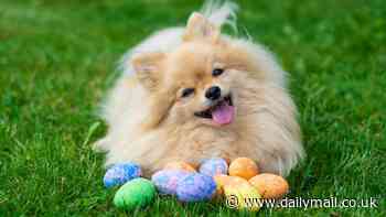 Popular Easter treat could be LETHAL to dogs, vets warn - and it's not chocolate