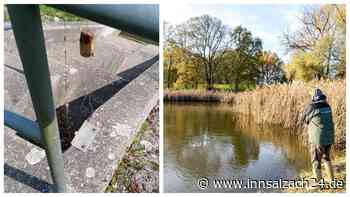 Tierquälerei in Neumarkt-St. Veit: Fischereiverein entdeckt verbotene Leg-Angeln an der Rott