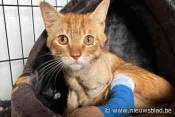 Zwaargewond, bijna twee poten kwijt en besmet met een parasiet: na 9 maanden miserie vindt katje Thor nieuwe thuis