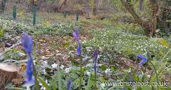Popular woodland on Bristol outskirts closed due to dangerous trees
