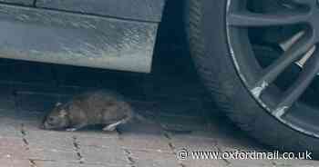 Single mum of four plagued by terrifying rat infestation in home