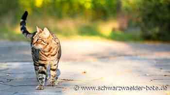 Tierschutz in Bad Teinach-Zavelstein: Freilaufende Katzen werden immer mehr zum Problem