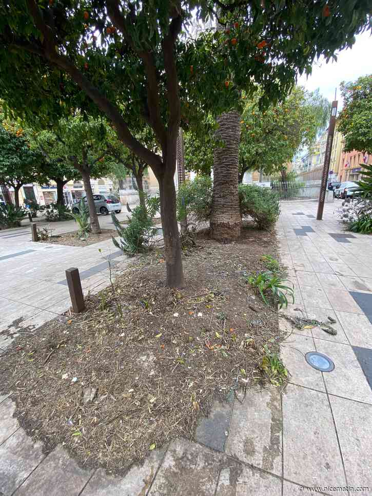 Y a-t-il trop d’arbres morts dans les espaces verts de Nice? Une élue écolo s’indigne, la mairie la renvoie dans les cordes