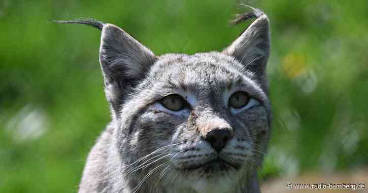 Geplante Jagdgesetz-Reform: Aiwanger weist BN-Kritik zurück