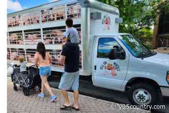 PETA To Drive Truck With Fake Pigs, Recorded Screams In Cheyenne