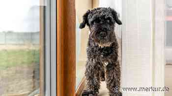 Was die Begrüßung Ihres Hundes wirklich bedeutet