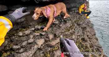 Dog becomes trapped on Welsh cliff edge after chasing ball