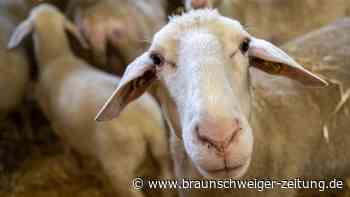 Tierhalteverbot für Schäfer am Südharz – Tierschützer beklagen „schwere Tierquälerei“