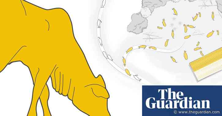 The life and death of a ‘laundered’ cow in the Amazon rainforest