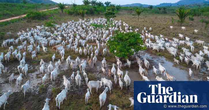 Revealed: world’s largest meat company may break Amazon deforestation pledges again