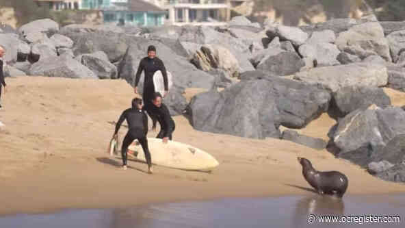 Wedge surfers chased out of water by sea lion, the latest in a string of aggressive behavior at beaches