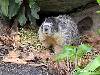 Roger the marmot back to 'living the high life' at Victoria's Empress Hotel