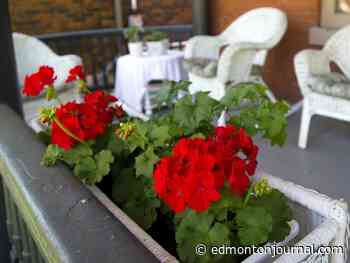 Growing Things: Is it safe to split geraniums?