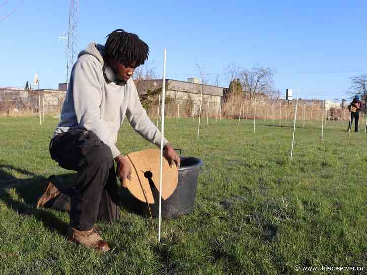 Project sees urban forest planted next to trail through Sarnia college campus