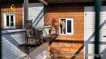 Mallorca: Paar für Zucht von exotischen Katzen verhaftet