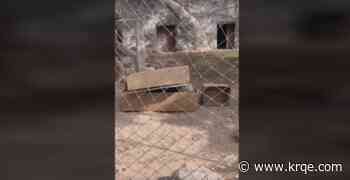 ABQ BioPark wombat celebrates 16th birthday