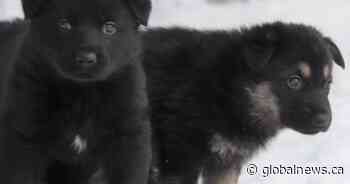 RCMP announces winners of ‘Name the Puppy’ contest