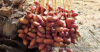 A dozen years later, the NT's latest cropping hope finally bears fruit