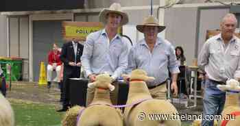 Best of the best: meat sheep, dual breeds judging under way