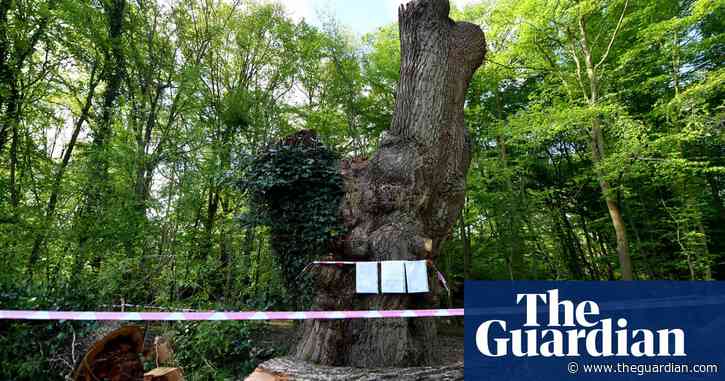 Spurs contractors judged felled Enfield oak to be ‘fine specimen’
