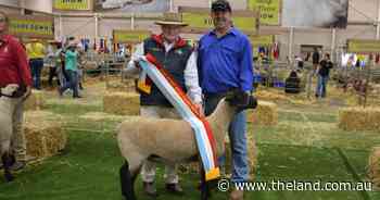 Best of the best: meat sheep, dual-purpose breeds judging under way