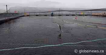 Study by conservation group finds elevated pathogen levels near B.C. fish farms