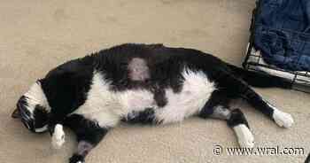 'Broke down crying': Raleigh family's cat fighting for his life after being shot