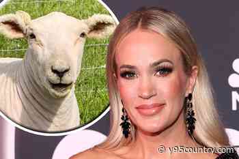 Carrie Underwood’s Sheep Gary Got a Big Dumb Haircut