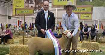 Standout ewe caps off supreme day of judging for Poll Dorsets in interbreed