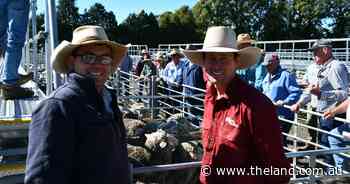 New England agents welcome Guyra sheep sale yard upgrades: now for the lights
