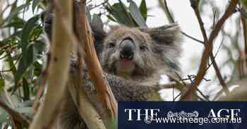 Premier defends koala cull after bushfire in state’s south-west