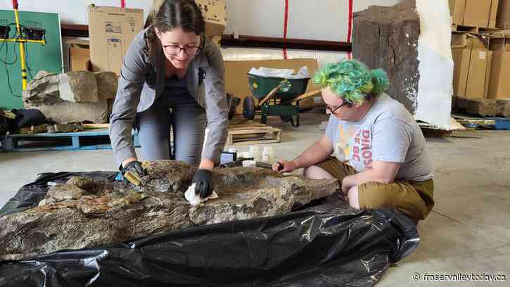 B.C. researchers confirm footprints of three-toed dinosaur with club-like tail