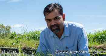 Non-chemical management can markedly improve in-crop phalaris weed control