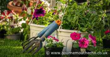 Want to get your garden summer ready? Here's 5 tips from experts