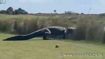 Krokodil-Alarm auf dem Golfplatz: Riesen-Alligator lässt Sportler schockiert zurück