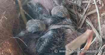 Bird species near extinction gets population boost as chicks born in UK