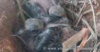 Bird species near extinction gets population boost as chicks born in UK