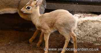 Chessington World of Adventures welcomes adorable new baby dik-dik