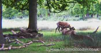 New research reveals London’s three best dog-walking destinations