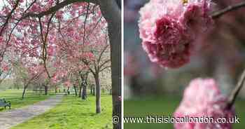 The Eltham park where you can find a line of stunning Cherry Blossom trees