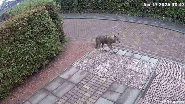 UPDATE: Wolf gefilmd bij Schortinghuislaan in Midwolda bevestigde het wolvenmeldpunt (Video)