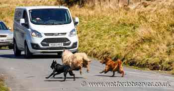 Dog walkers warned over 'dangerous' habit that may see them prosecuted