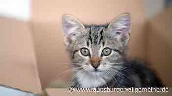 Polizei rettet in Not geratene Hauskatze am Ulmer Eselsberg mit „taktischen Leckerlis“