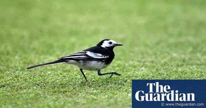 Country diary: From the pavilion end, a pied wagtail