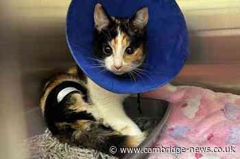 'Defenceless' kitten left with broken leg after air gun shooting in Cambridgeshire
