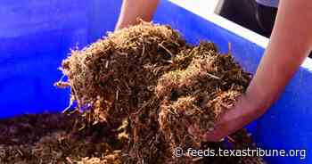 Texas hemp farmers fear full THC ban would nip industry in the bud