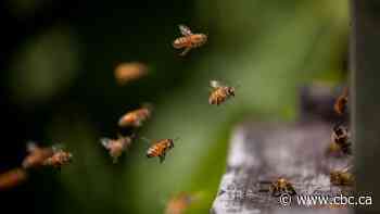 Canadian honey farmers fear sting of China's canola tariffs